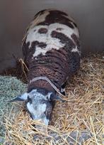 Overjarige bonte dekram, Dieren en Toebehoren, Schapen, Geiten en Varkens, Mannelijk, Schaap, 0 tot 2 jaar