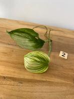 Scindapsus White Monster Stek Geworteld #2, Huis en Inrichting, Kamerplanten, Ophalen of Verzenden, Halfschaduw, Minder dan 100 cm