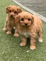 Hele mooie en lieve Maltipoo pups!, Overige rassen, 8 tot 15 weken, Meerdere, Meerdere dieren