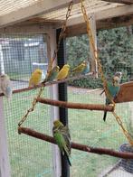 Parkieten  stuk 9 stuks, Dieren en Toebehoren, Vogels | Parkieten en Papegaaien, Meerdere dieren, Parkiet