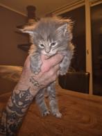 Maine coon kittens, Meerdere dieren, Gechipt