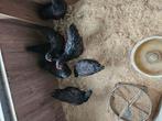Te koop jonge dubbel gezoomde Barneveldse kippen, Dieren en Toebehoren, Pluimvee, Vrouwelijk, Kip
