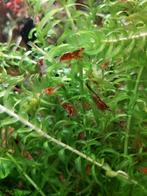 Leuke aquarium garnalen, red Rili, rood/transparant, Kreeft, Krab of Garnaal, Zoetwatervis