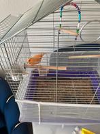 Kannari, Dieren en Toebehoren, Mannelijk, Zangkanarie