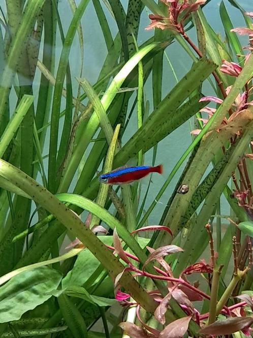 Tropische vissen 8 vissen, Dieren en Toebehoren, Vissen | Aquariumvissen, Zoetwatervis, Vis