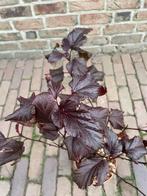 Blaas spirea, Volle zon, Vaste plant, Lente, Ophalen