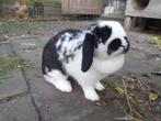Twee lieve voedster konijnen, Dieren en Toebehoren, Konijnen, Vrouwelijk, Middelgroot, Hangoor, 0 tot 2 jaar