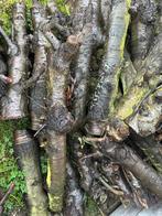 Openhaardhout stammen +- 1 meter fruit, Tuin en Terras, Haardhout, 6 m³ of meer, Ophalen, Overige houtsoorten, Stammen