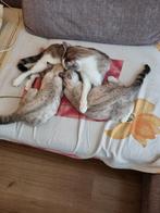 Kittens Britse Korthaar, Poes, Ontwormd, 0 tot 2 jaar