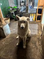 Witte herder, Reu, 1 tot 2 jaar, Eén hond, Herder