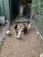 Indische loopeenden allemaal jonge van dit, Dieren en Toebehoren, Pluimvee, Meerdere dieren, Kip