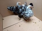 Serama krielen te koop, Dieren en Toebehoren, Pluimvee, Vrouwelijk, Kip