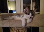 Kruising Ragdoll en Europees kittens, Meerdere dieren, Ontwormd, 0 tot 2 jaar
