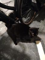 Gratis poes ophalen incl. kattenbak, Dieren en Toebehoren, Katten en Kittens | Overige Katten, Poes, Kortharig, 3 tot 5 jaar