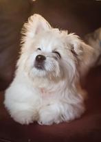 Maltezer pup reu zoekt gouden plekje, Maltezer, Reu, 8 tot 15 weken, Eén hond