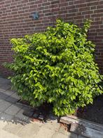 Camellia, Tuin en Terras, Planten | Struiken en Hagen, Ophalen, Overige soorten, Struik, 100 tot 250 cm