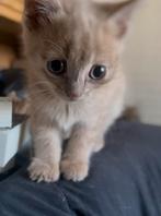 Nestje nest Kittens kitten poes kater poesjes 3 rood wit, Dieren en Toebehoren, Katten en Kittens | Overige Katten, Meerdere dieren