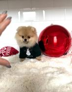 Uniek pomeranian pochetsize bearface extreem mini boo bear, Nederland, Rabiës (hondsdolheid), 8 tot 15 weken, Teef
