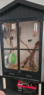 Sugar Gliders + kooi , hok, Dieren en Toebehoren, Ophalen