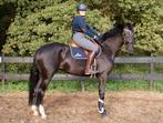 Prachtige zwarte STER merrie, Merrie, Dressuurpaard, Ontwormd, 3 tot 6 jaar