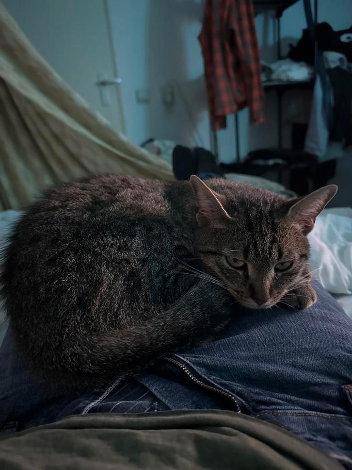 Kitten for adoption urgente !, Dieren en Toebehoren, Katten en Kittens | Overige Katten, Poes
