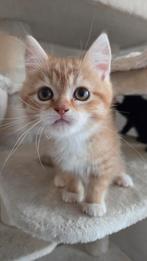 Prachtige kittens – Perzisch langhaar x Europees, Dieren en Toebehoren, Katten en Kittens | Raskatten | Langhaar, Meerdere dieren