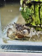 Siamthelphusa sp. onderwaterkrab, Dieren en Toebehoren, Vissen | Aquariumvissen, Kreeft, Krab of Garnaal, Zoetwatervis, Schoolvis