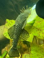 Jong volwassen borstelneus ancistrus, Dieren en Toebehoren, Vis, Zoetwatervis