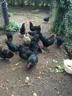 kippen Australorp 1,5jaar en 5maanden oud, Dieren en Toebehoren, Pluimvee, Vrouwelijk, Kip