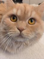 perzische kat 2 jaar oud, Dieren en Toebehoren, Kater, Ontwormd, 0 tot 2 jaar