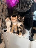 Maine coon x kittens, Poes