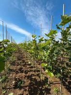 Platanus hispanica plataan, Tuin en Terras, Planten | Bomen, Ophalen, Volle zon, Overige soorten
