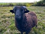 Twee lieve Ouessant rammetjes / dwergschaap / mini schaap, Mannelijk, Schaap