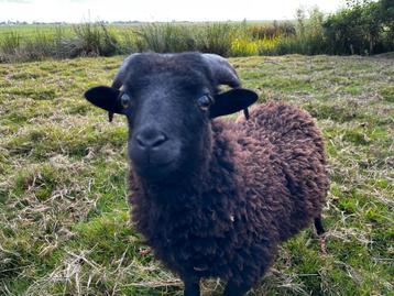 Twee lieve Ouessant rammetjes / dwergschaap / mini schaap beschikbaar voor biedingen