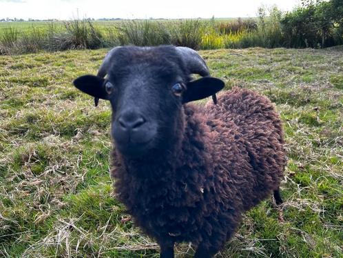 Twee lieve Ouessant rammetjes / dwergschaap / mini schaap, Dieren en Toebehoren, Schapen, Geiten en Varkens, Schaap, Mannelijk