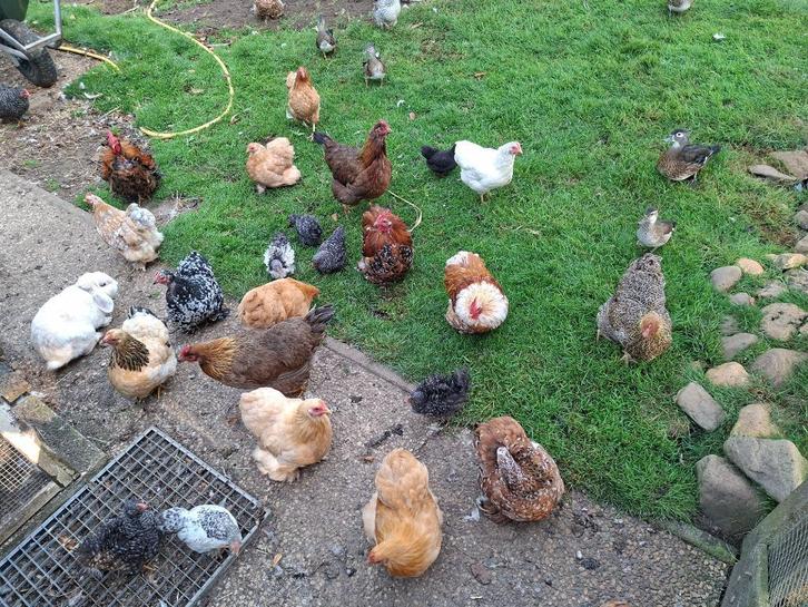 broedeieren Cochin/Wyandotte kriel krulveer, gladveer, Dieren en Toebehoren, Pluimvee, Kip, Geslacht onbekend