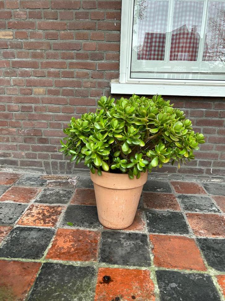 Vetplant in terracotta pot. Crassula ovata., Tuin en Terras, Planten | Tuinplanten, Vaste plant, Overige soorten, Volle zon, Ophalen