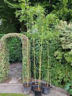 Phyllostachus aureosulcata Aureocaulis  -  gele bamboe, Volle zon, Vaste plant, Bloeit niet, Ophalen
