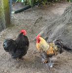 Cochin kriel hanen, Mannelijk, Kip