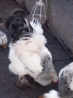 1-3 brahma Colombia groot ,zeer goede afstamming, Dieren en Toebehoren, Pluimvee, Meerdere dieren, Kip
