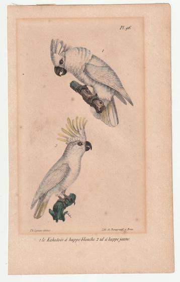 Kaketoe litho Burggraaff Daubenton en Buffon 1833 ? beschikbaar voor biedingen