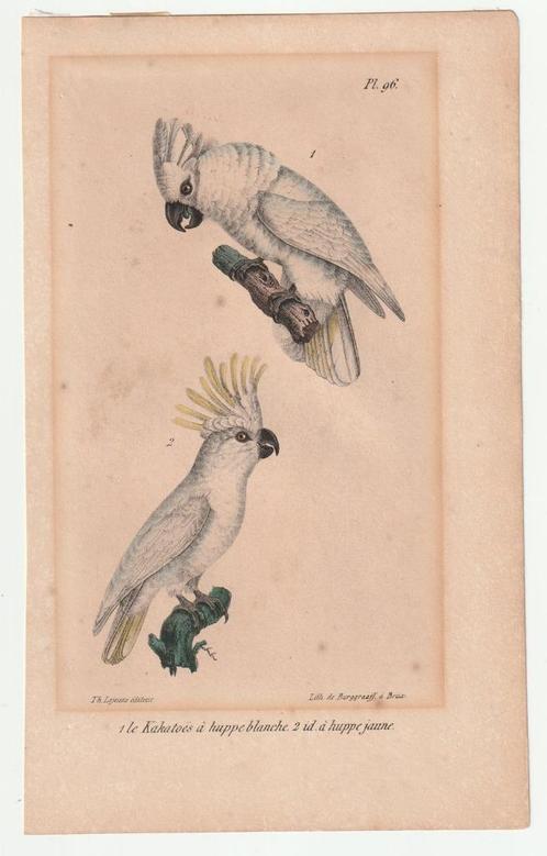 Kaketoe litho Burggraaff Daubenton en Buffon 1833 ?, Antiek en Kunst, Kunst | Litho's en Zeefdrukken, Verzenden