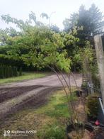 2 meerstammige Cornus struiken +-200-225cm, Tuin en Terras, Planten | Bomen, Ophalen of Verzenden, In pot, Volle zon, Overige soorten