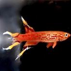 Kaap Lopez Killifish - Aphyosemion Australe, Dieren en Toebehoren, Vis, Zoetwatervis, Schoolvis