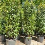 aktie !!  grote Portugese laurier, taxus coniferen photinia, Ophalen of Verzenden, Laurier, 100 tot 250 cm
