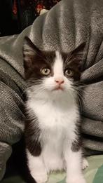 2 kittens, Dieren en Toebehoren, Katten en Kittens | Overige Katten, Meerdere dieren, 0 tot 2 jaar