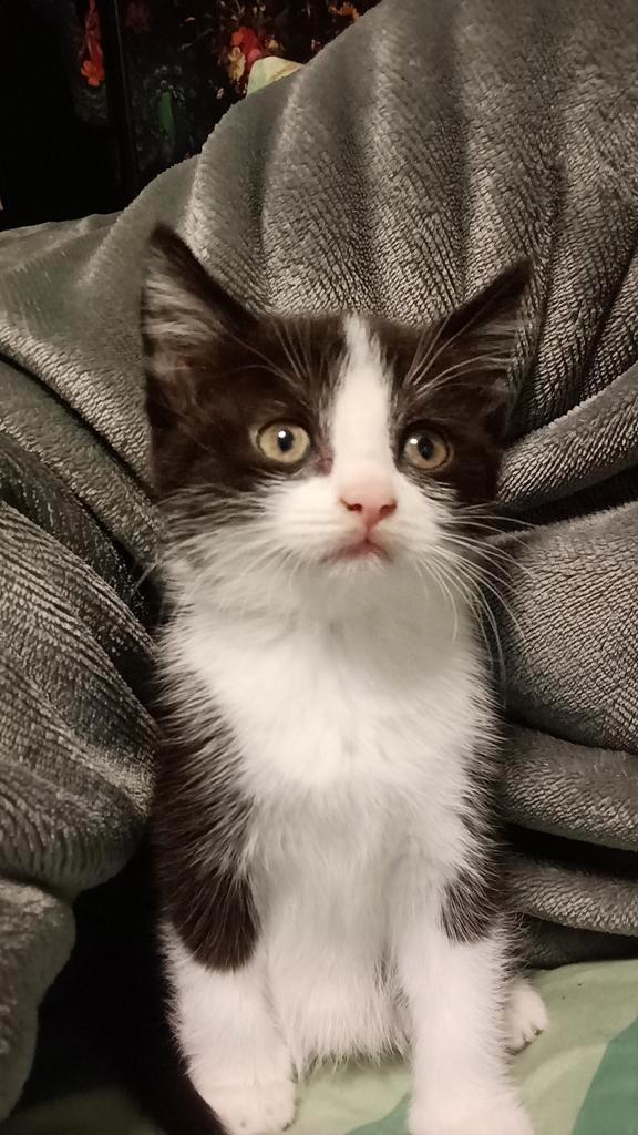 2 kittens, Dieren en Toebehoren, Katten en Kittens | Overige Katten, Meerdere dieren, 0 tot 2 jaar