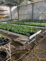 Winterviolen, Volle zon, Eenjarig, Winter, Ophalen