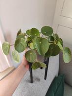 Pannenkoekplant mojito stekjes!, Huis en Inrichting, Kamerplanten, Ophalen, Overige soorten, Minder dan 100 cm