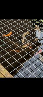 Koi karpers en diverse vissen, Dieren en Toebehoren, Vissen | Vijvervissen, Karper of Koi